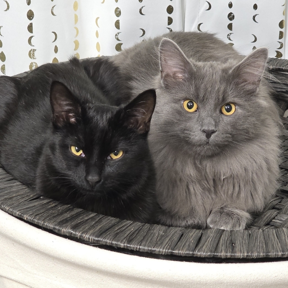 😻 Meet Your Posher's Cats! 😻